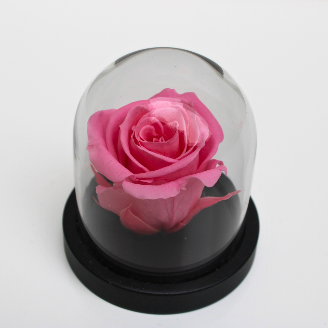Mini cloche Rue des Dames