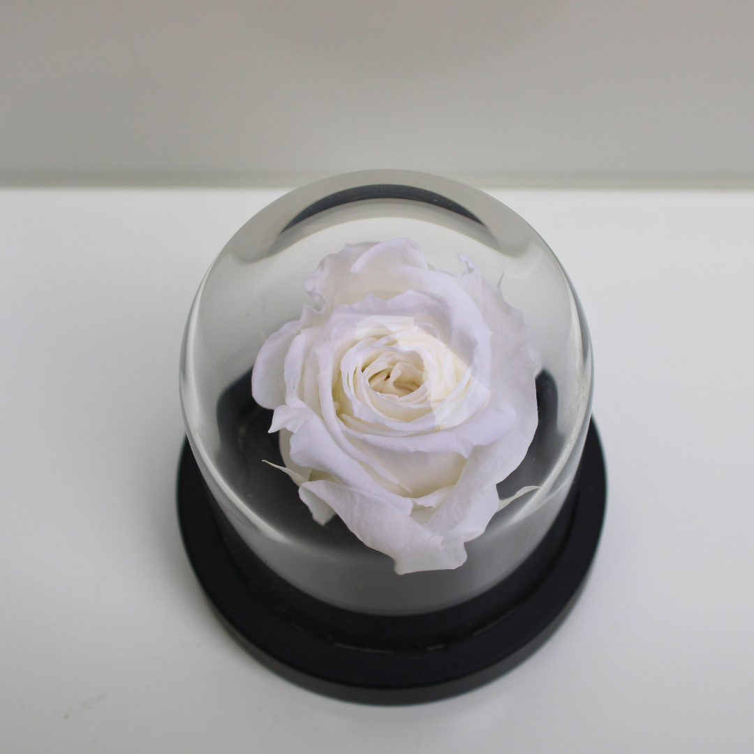 Mini cloche Rue des Dames