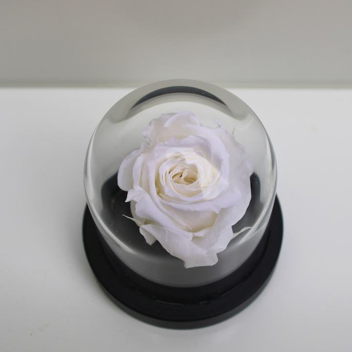 Mini cloche Rue des Dames