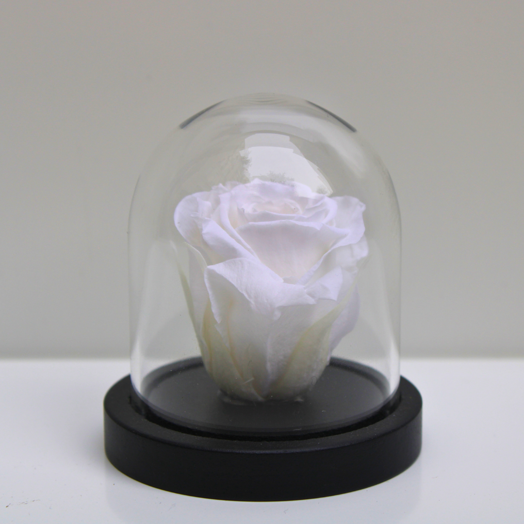 Mini cloche Rue des Dames
