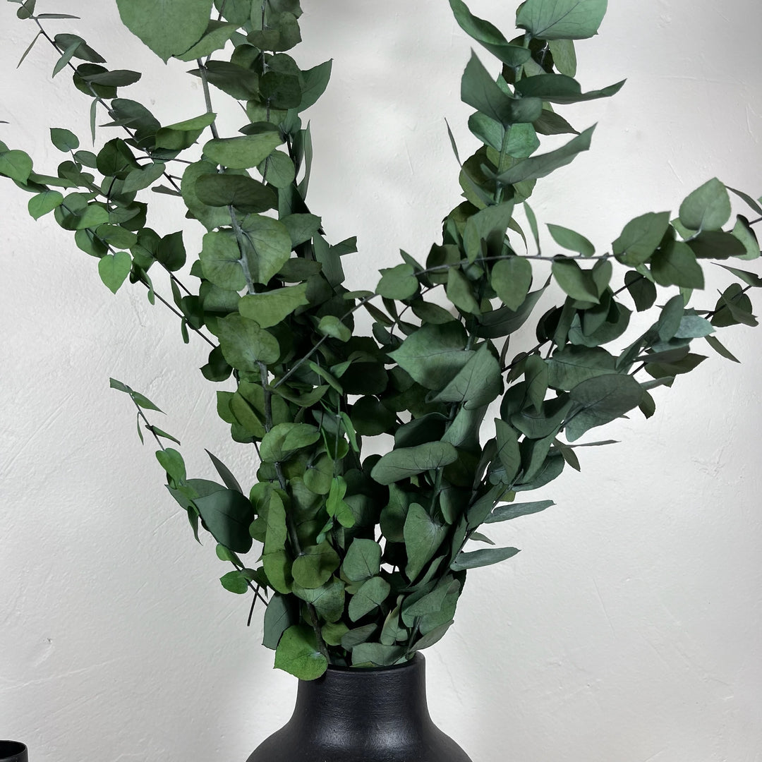 Botte eucalyptus stabilisé - Stuartiana