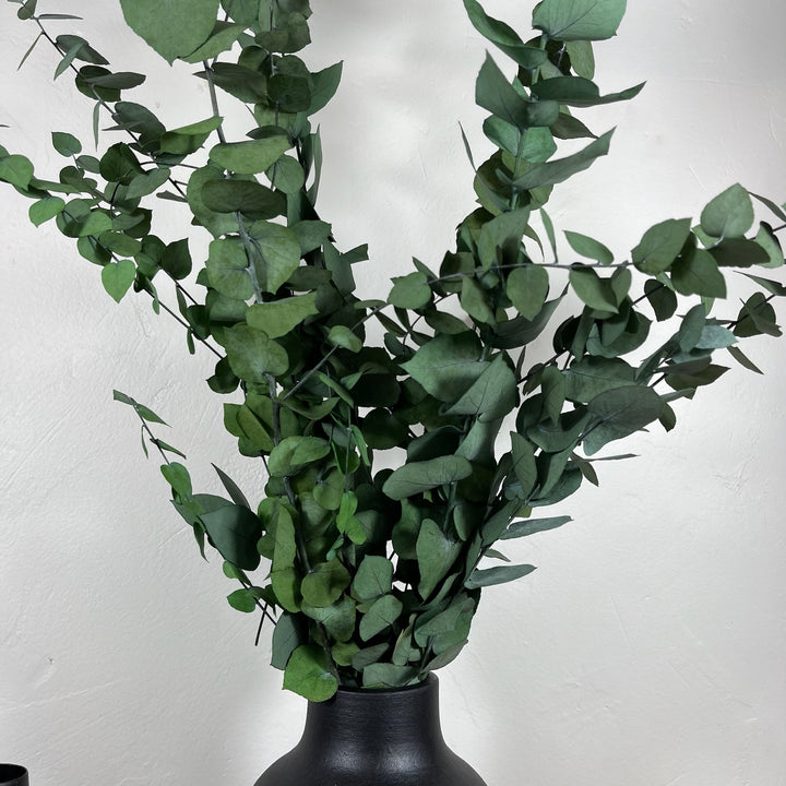 Botte eucalyptus stabilisé - Stuartiana