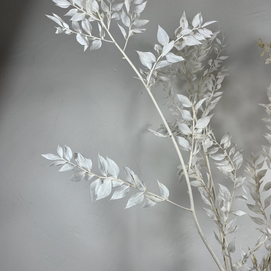 Botte Ruscus blanchis petites feuilles