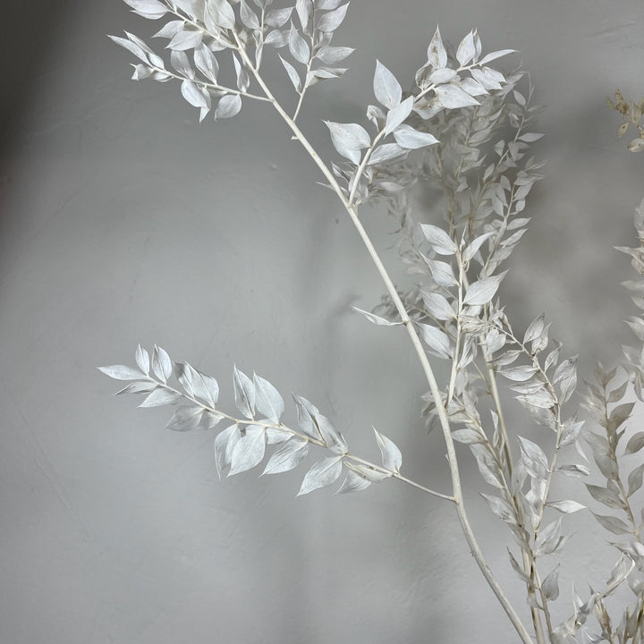 Botte Ruscus blanchis petites feuilles