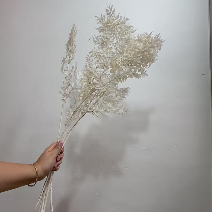 Botte Ruscus blanchis petites feuilles