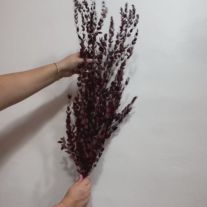 Botte eucalyptus stabilisé - Parvifolia