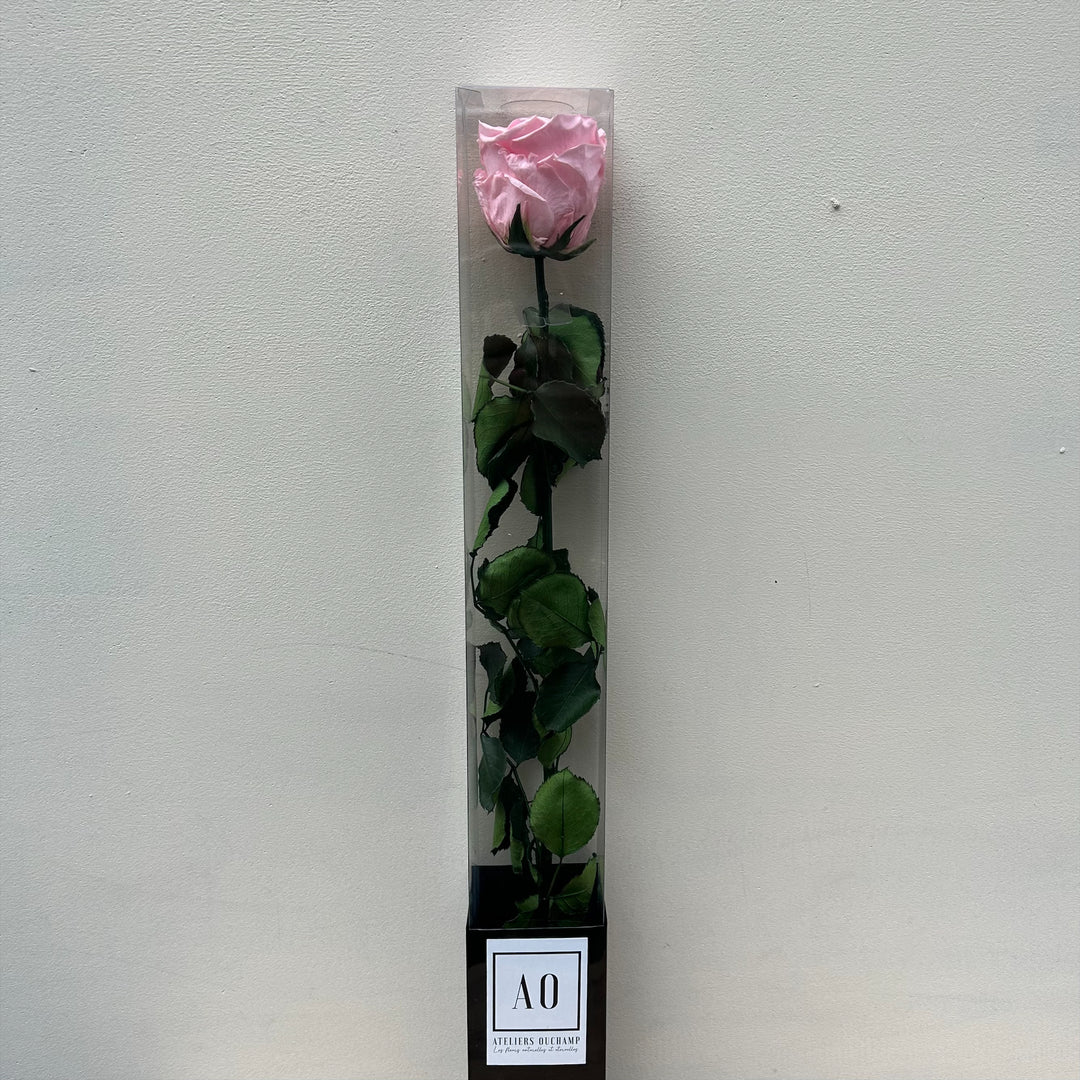 Rose stabilisée standard sur tige dans étui