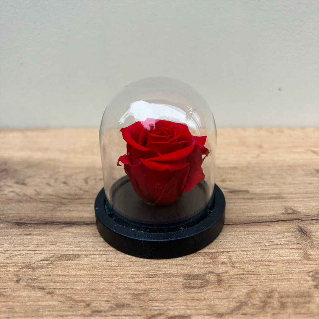 Mini cloche rose stabilisée "Rue des Dames" rouge