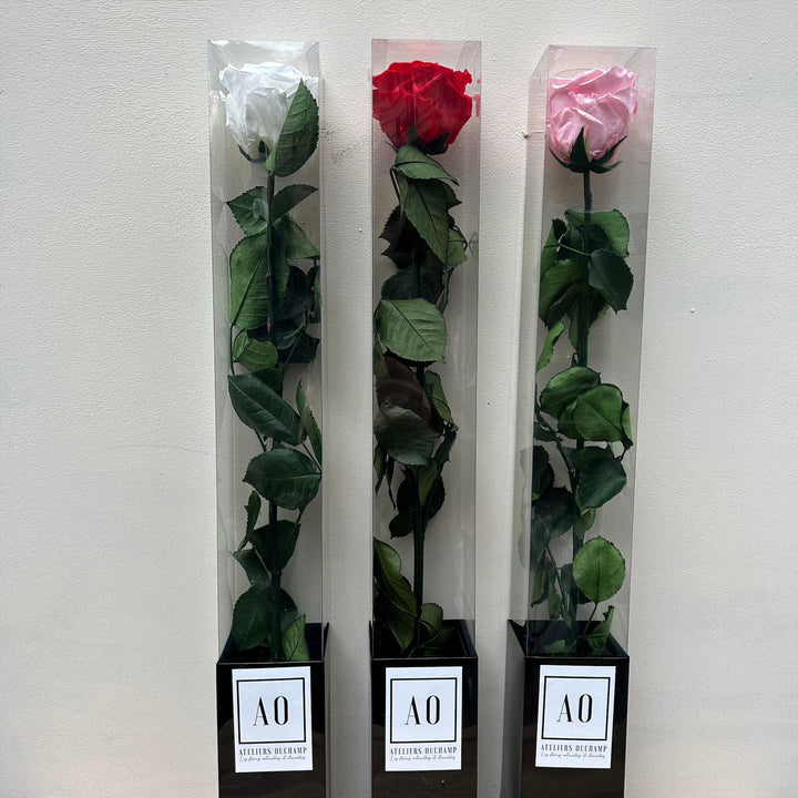 Rose Eternelle Livrée dans sa Boite | Ateliers Ouchamp