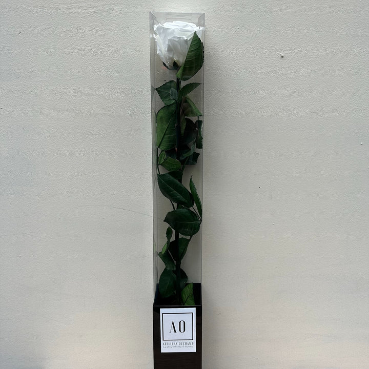 Rose stabilisée standard sur tige dans étui