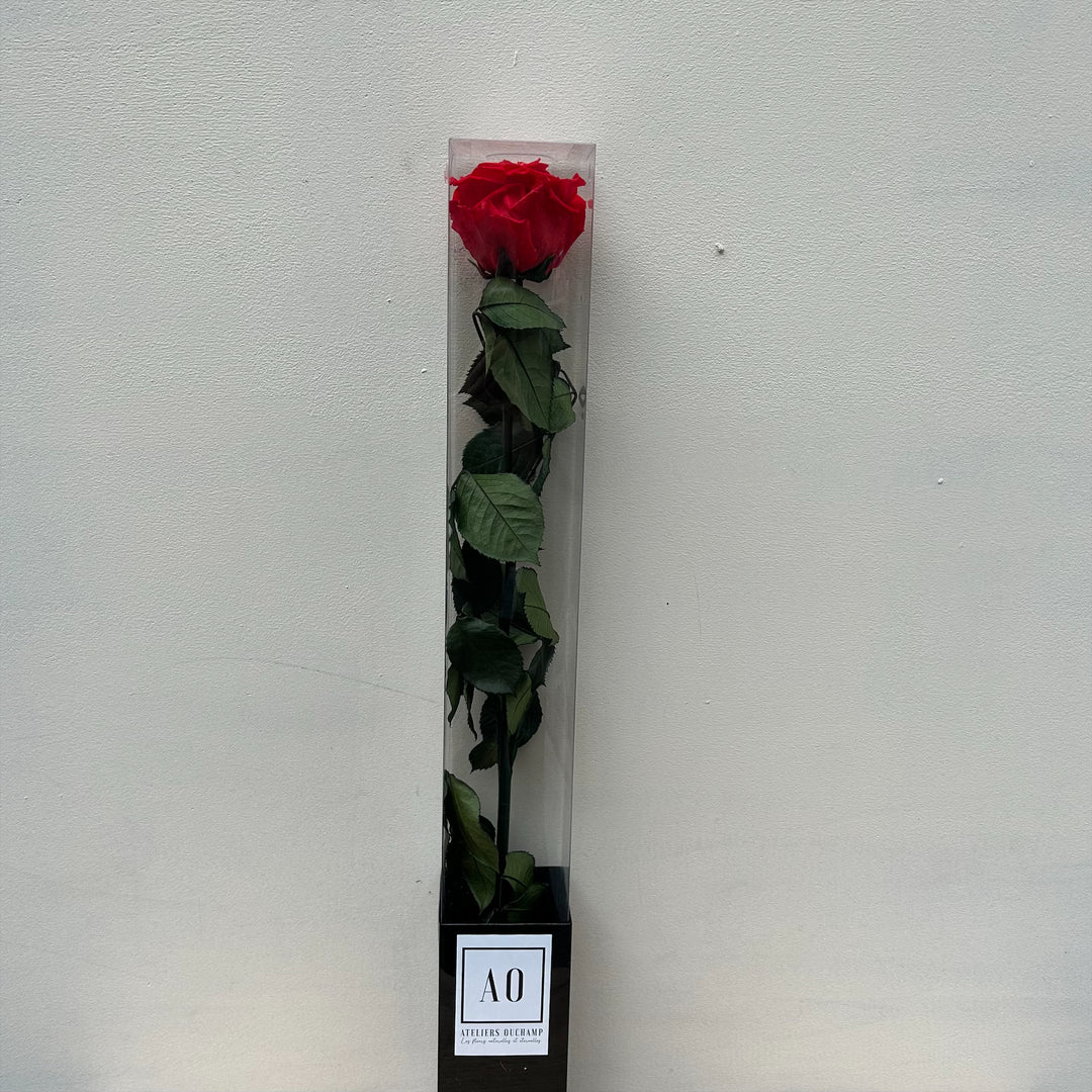 Rose stabilisée standard sur tige dans étui