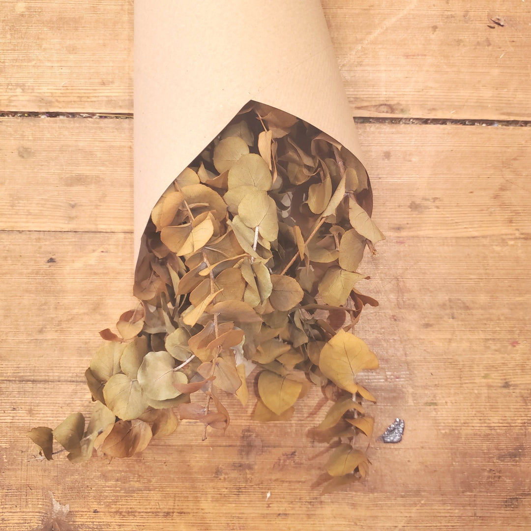 Botte eucalyptus stabilisé - Stuartiana