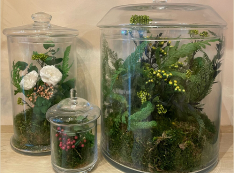 Apportez une touche de verdure à vos intérieurs avec un terrarium 🌿