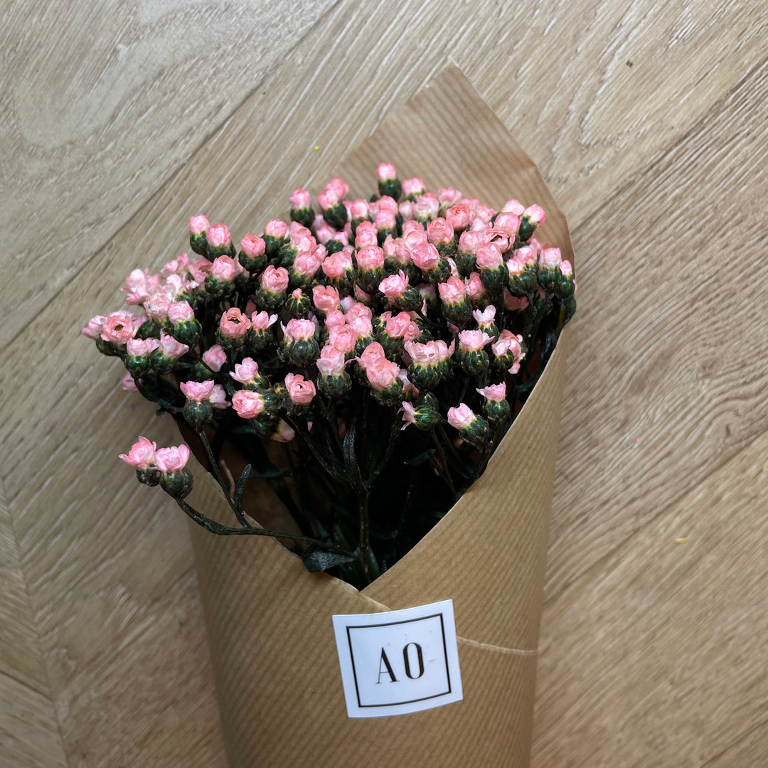 Fleurs Faciles à Entretenir