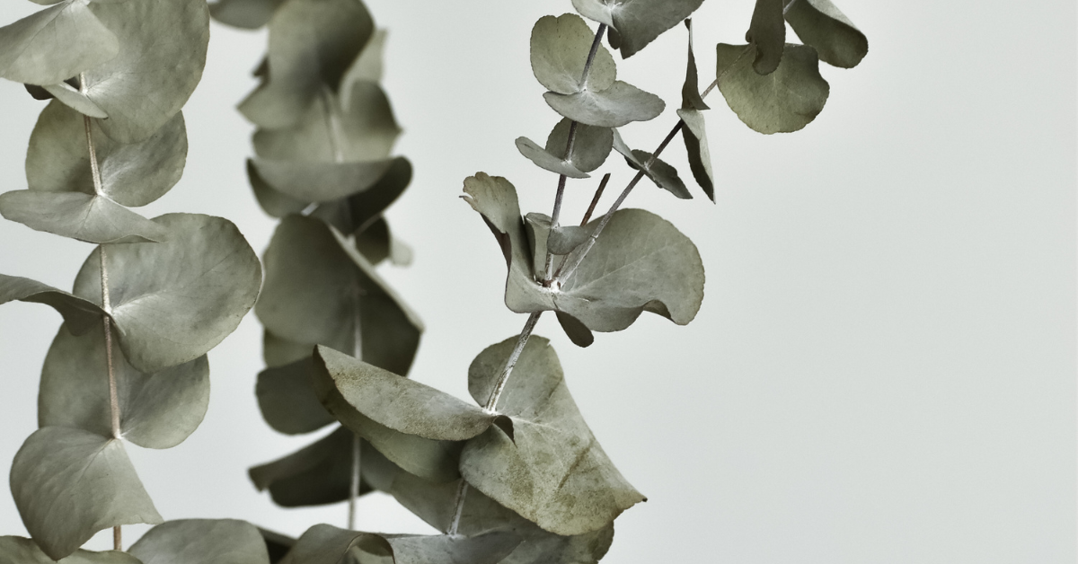 Tout savoir sur l'eucalyptus !