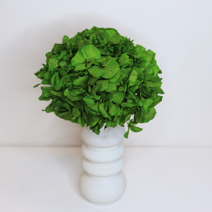 Tête Hortensia stabilisé