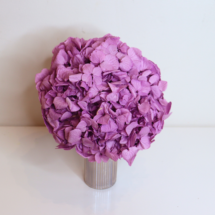 Tête Hortensia stabilisé