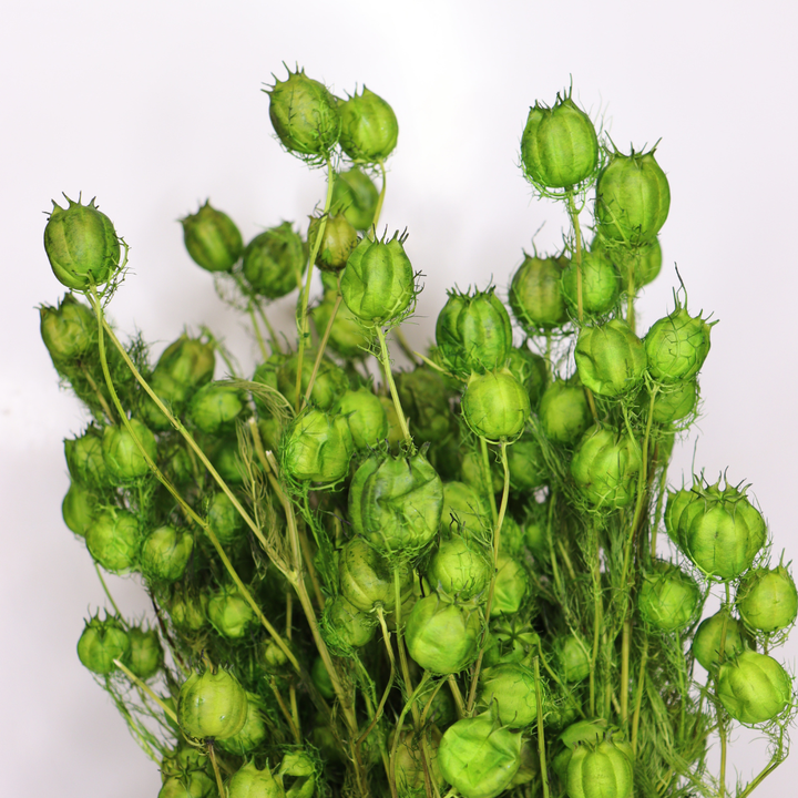 Botte Nigella séchée