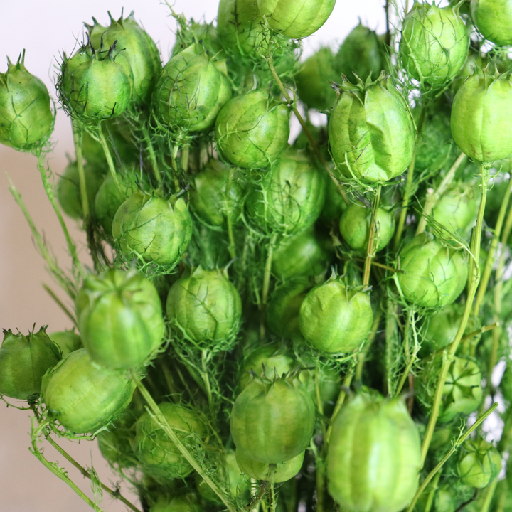 Botte Nigella séchée