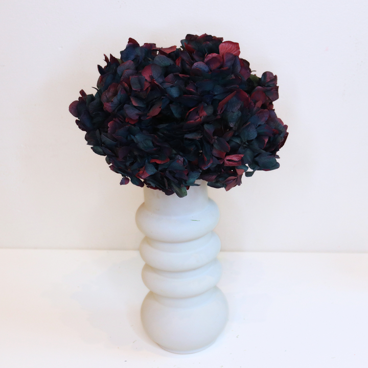 Tête Hortensia Bicolore Stabilisé
