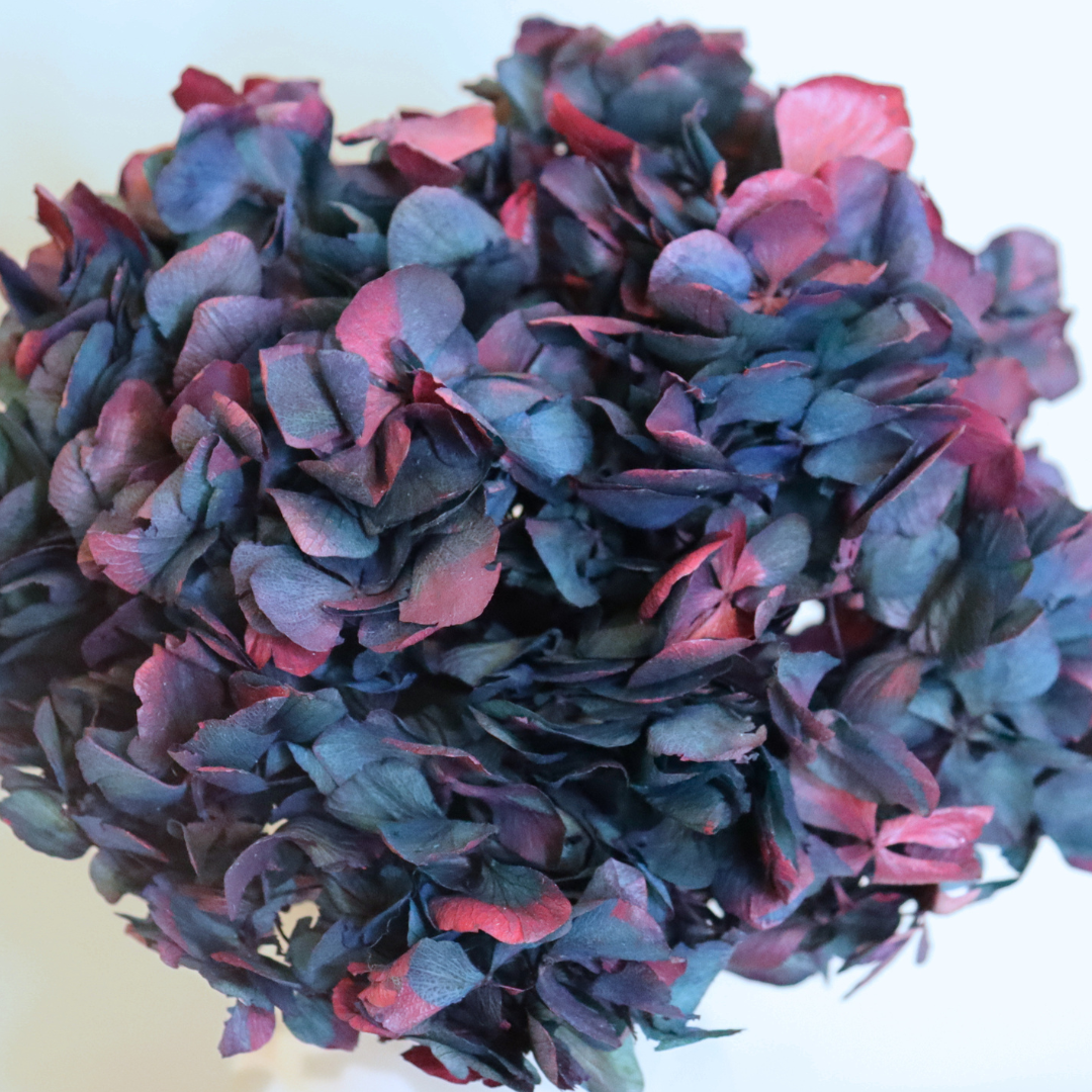 Tête Hortensia Bicolore Stabilisé