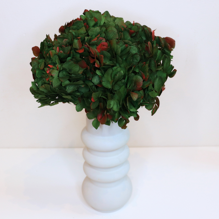 Tête Hortensia Bicolore Stabilisé