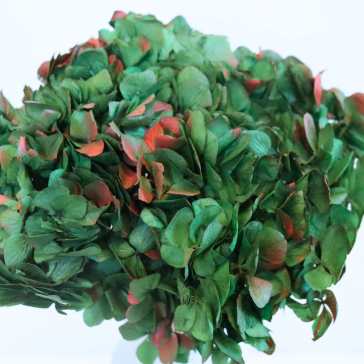 Tête Hortensia Bicolore Stabilisé