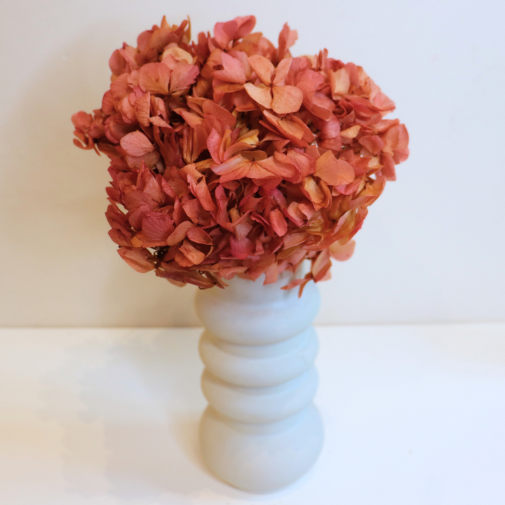 Tête Hortensia Bicolore Stabilisé