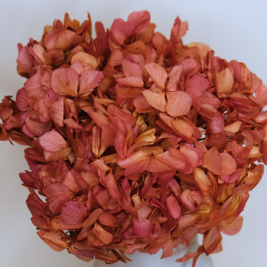Tête Hortensia Bicolore Stabilisé