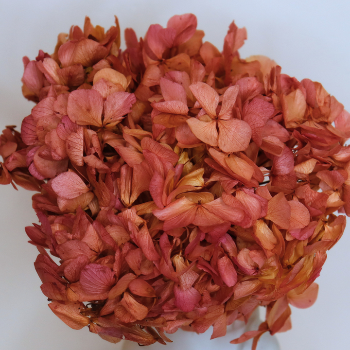 Tête Hortensia Bicolore Stabilisé