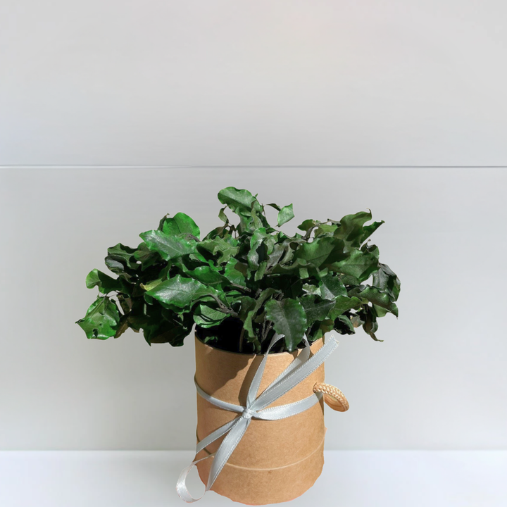 Petite plante stabilisée dans boîte à chapeau