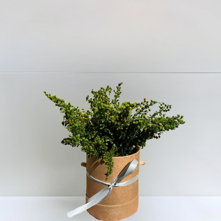 Petite plante stabilisée dans boîte à chapeau