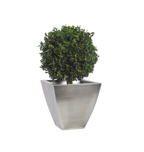 Arbre Topiaire stabilisé  - 1 sphère - Pitosporum