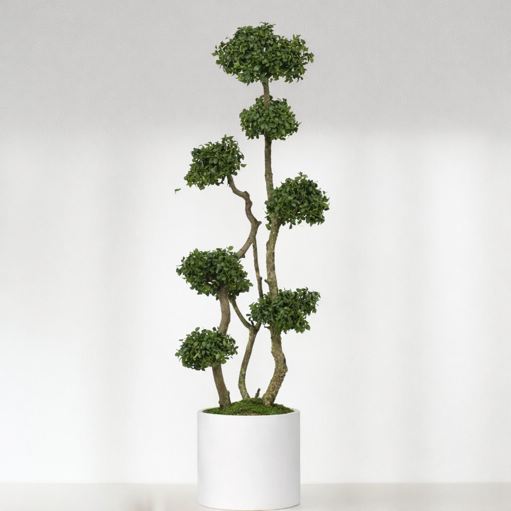 Arbre topiaire stabilisé 5 et 7 sphères
