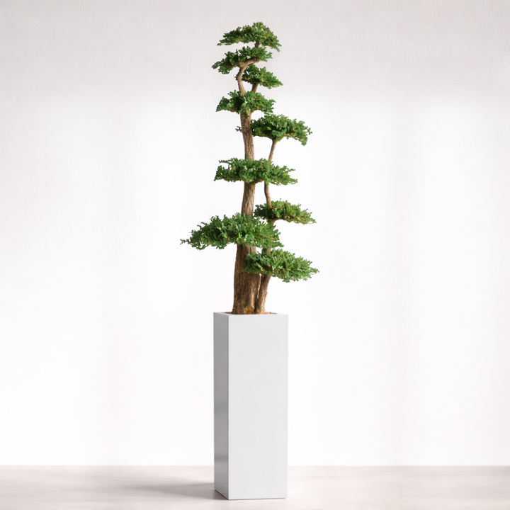 Arbre Jumbo Juniperus stabilisé