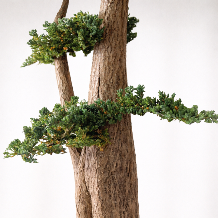 Arbre Jumbo Juniperus stabilisé