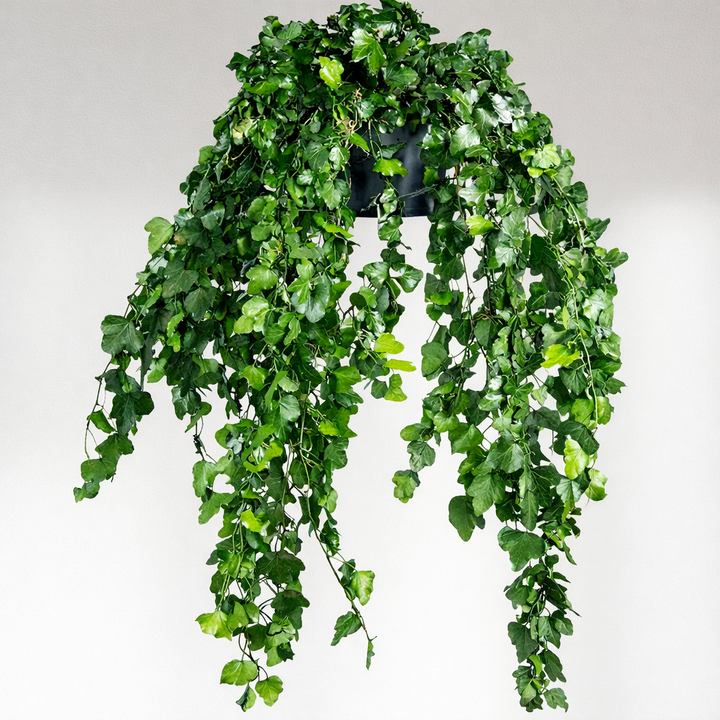 Plante tombante - Lierre ou Sprengeri