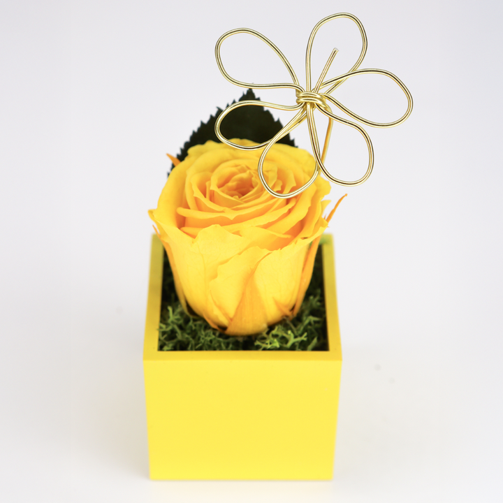 Rose stabilisée avec aimant