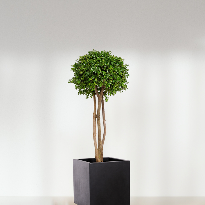 Arbre Topiaire stabilisé  - 1 sphère - Pitosporum