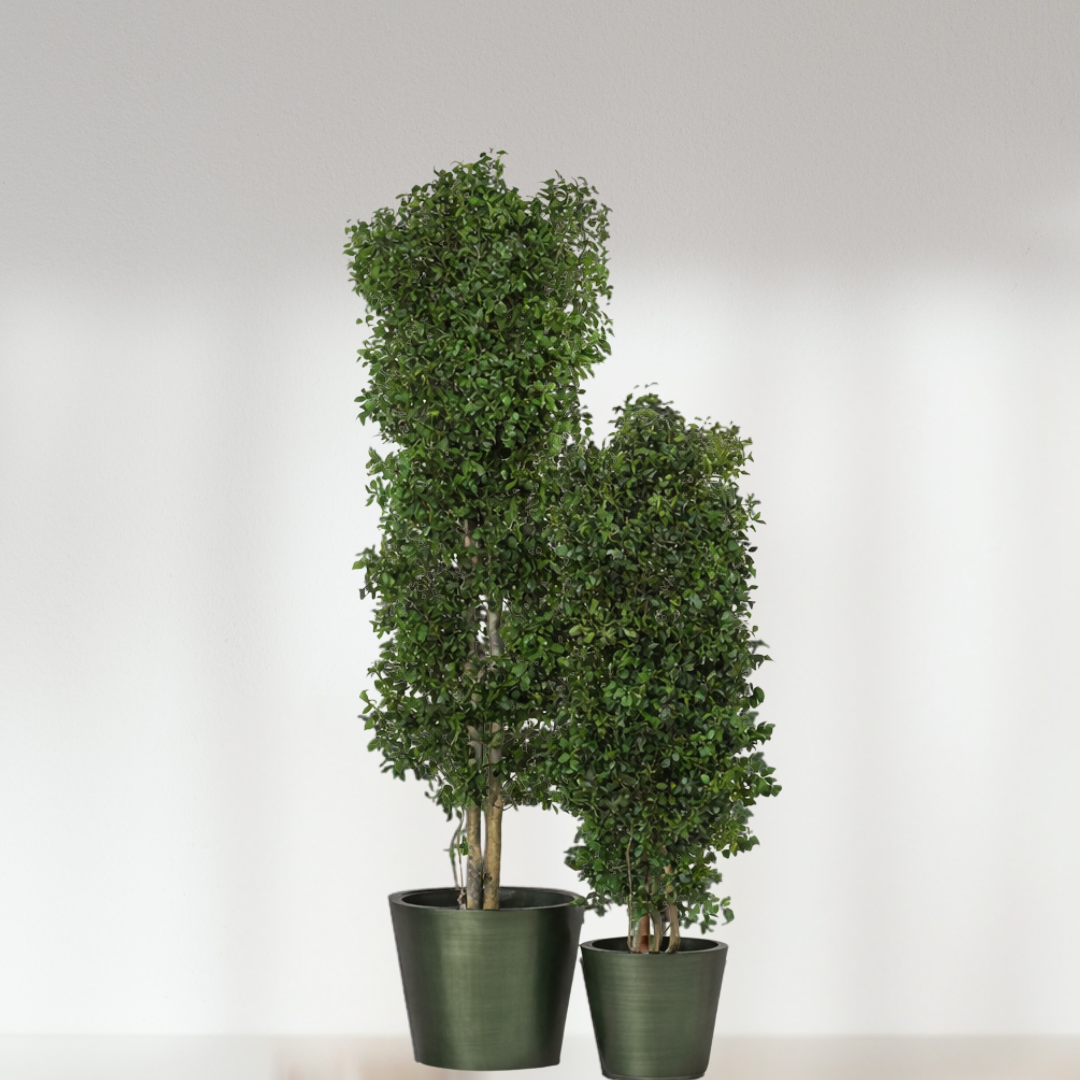 Arbre Eucalyptus Stabilisée - fin