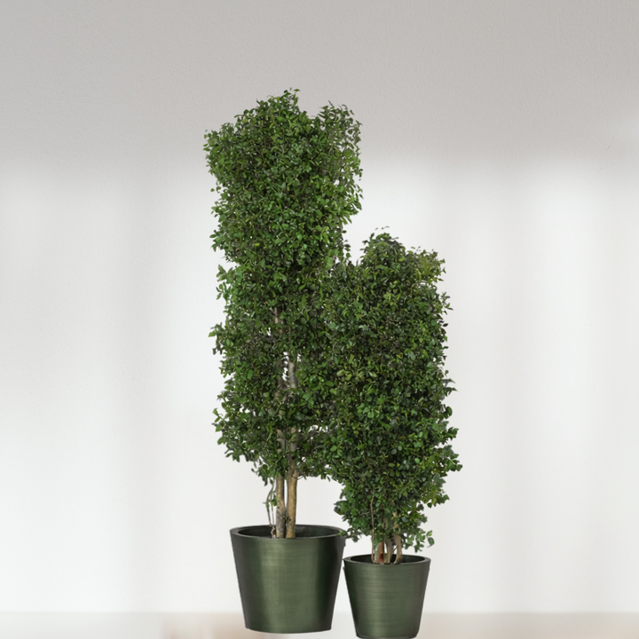 Arbre Eucalyptus Stabilisée - fin