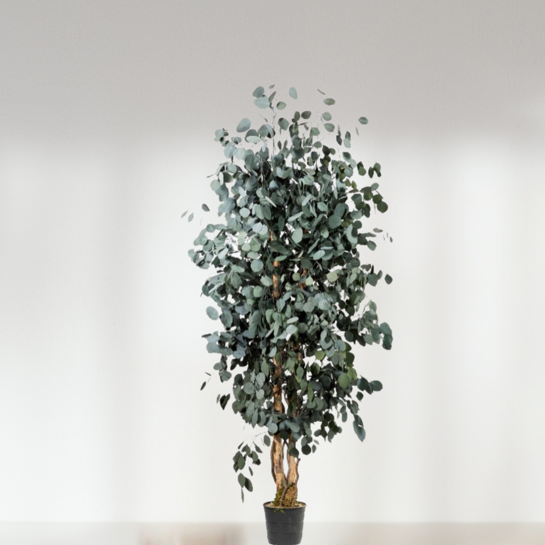 Arbre Eucalyptus Stabilisée - fin