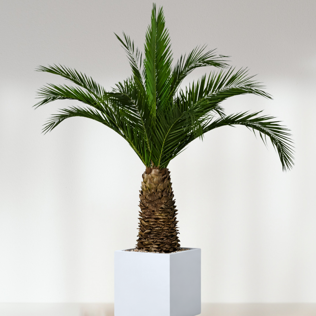 Palmier Stabilisé - Phoenix Agave