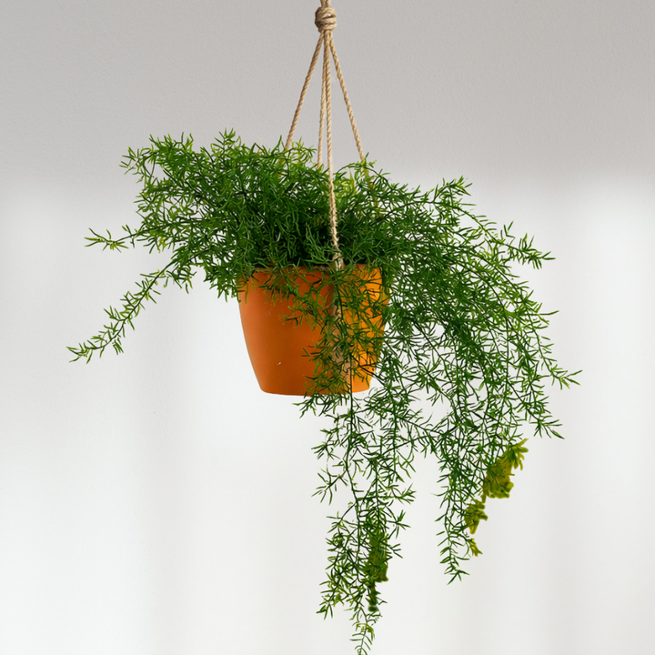 Plante tombante - Lierre ou Sprengeri