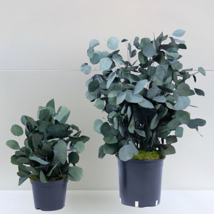 Plante stabilisée Eucalyptus