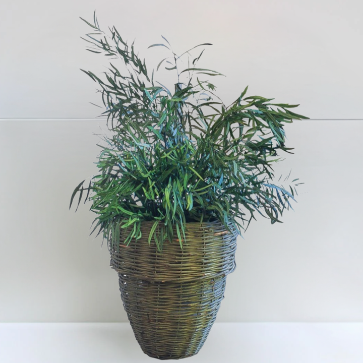 Plante stabilisée Eucalyptus