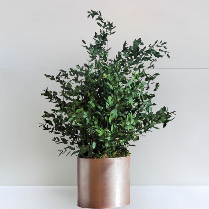 Plante stabilisée Eucalyptus