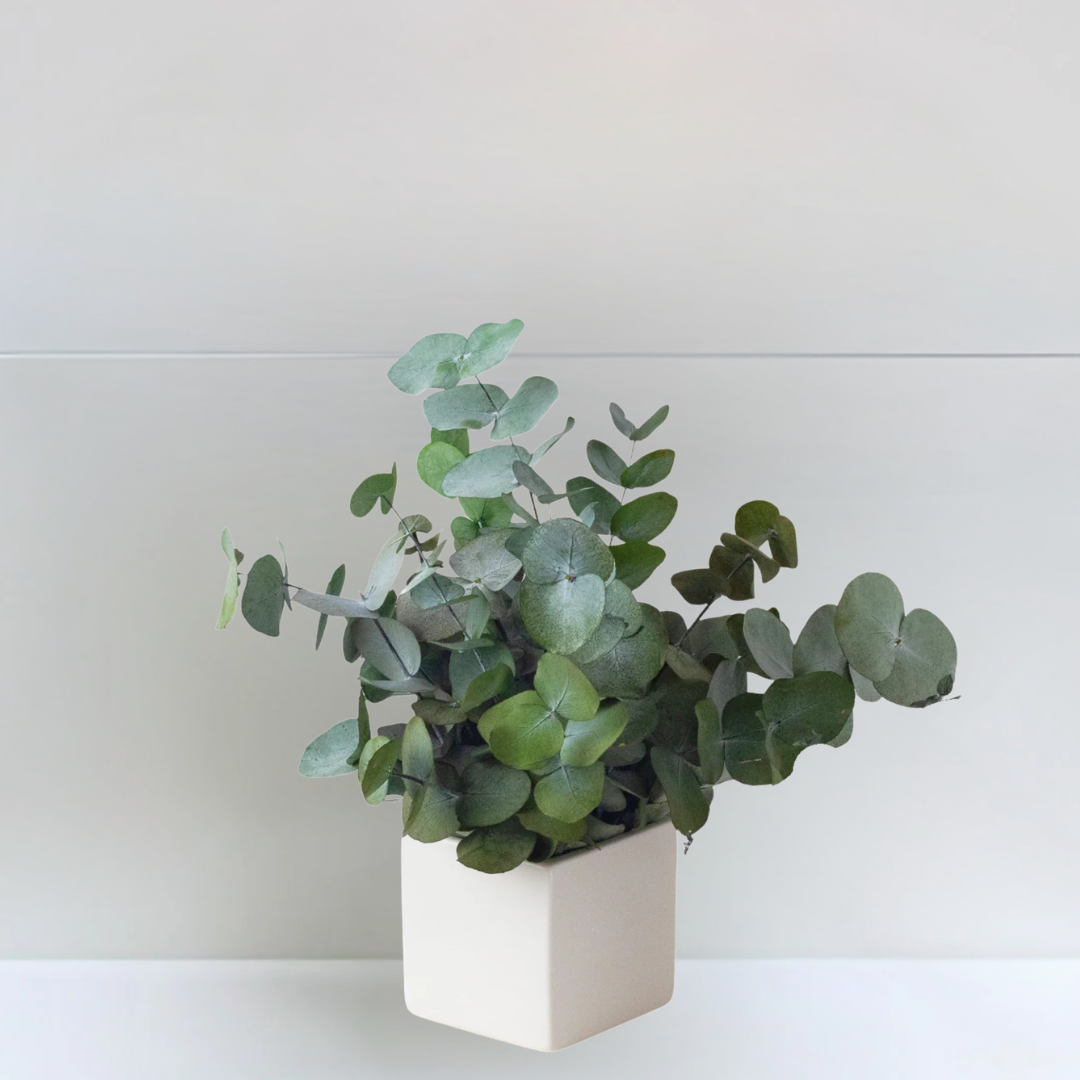 Plante stabilisée Eucalyptus