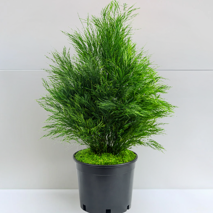 Plante stabilisée