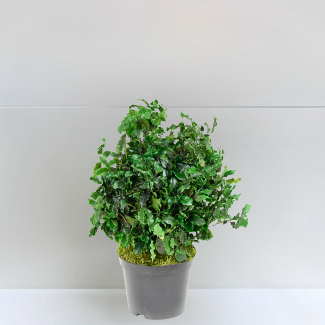 Plante stabilisée